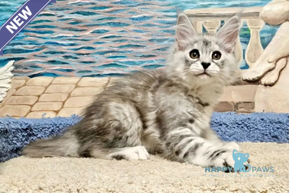 Ibiza Maine Coon female black tortie silver tabby live animals