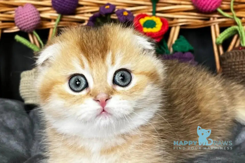 Icar Scottish Fold male black golden ticked tabby live animals