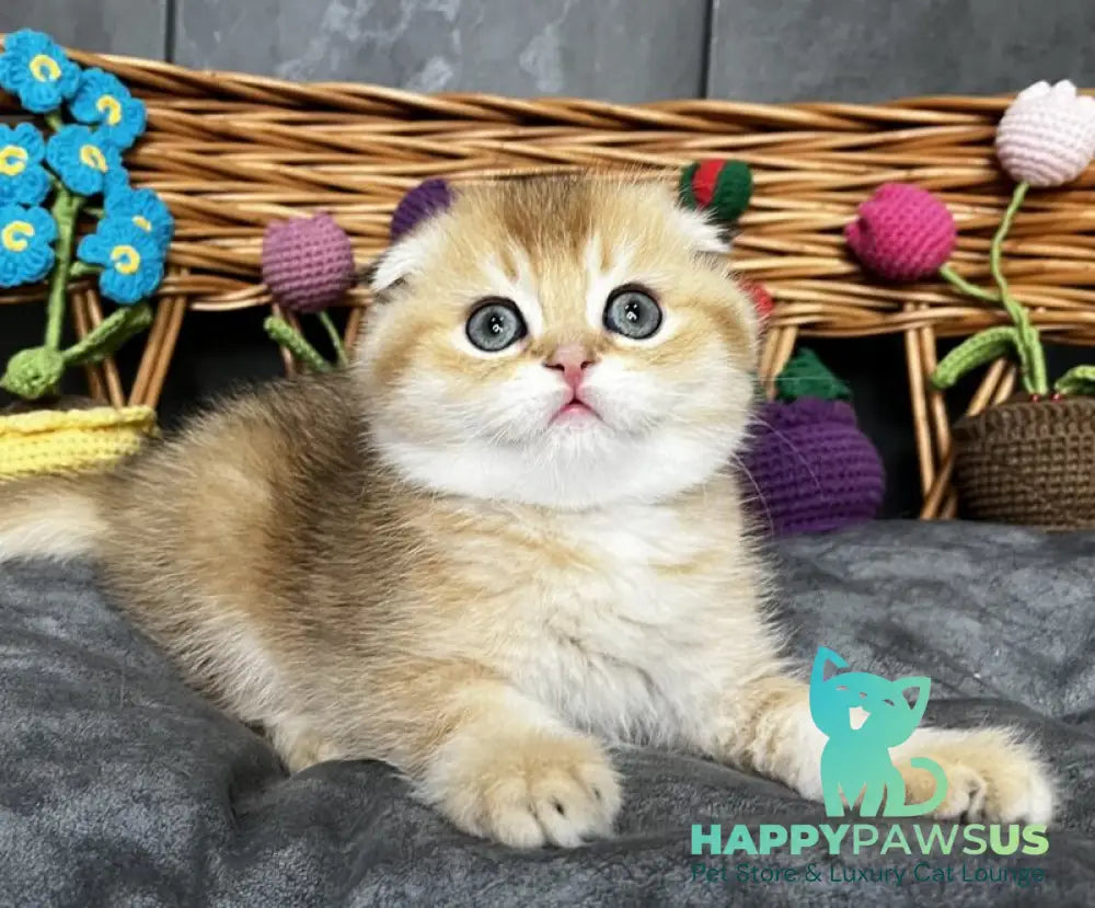 Icar Scottish Fold male black golden ticked tabby live animals