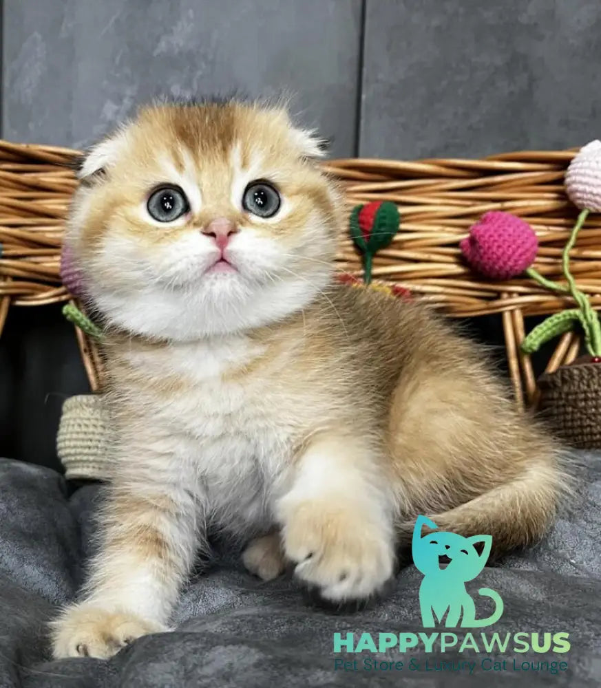 Icar Scottish Fold male black golden ticked tabby live animals