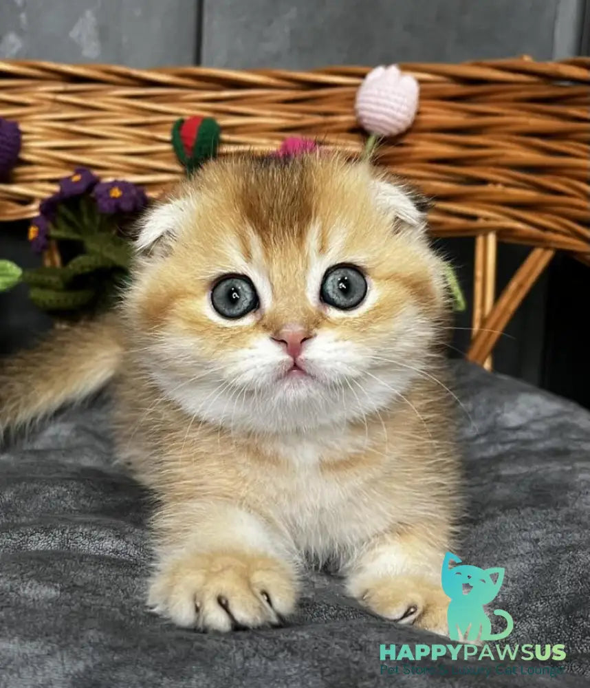 Icar Scottish Fold male black golden ticked tabby live animals