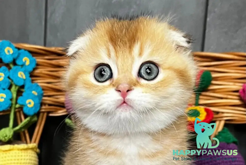Icar Scottish Fold male black golden ticked tabby live animals