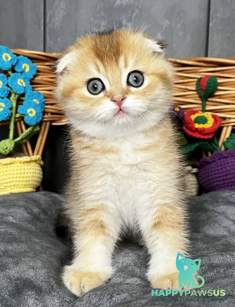 Icar Scottish Fold male black golden ticked tabby live animals