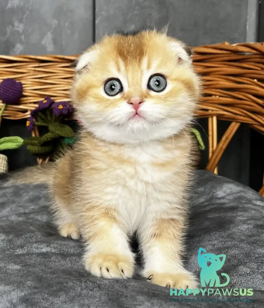 Icar Scottish Fold male black golden ticked tabby live animals