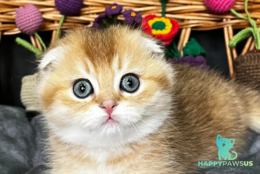 Icar Scottish Fold male black golden ticked tabby live animals