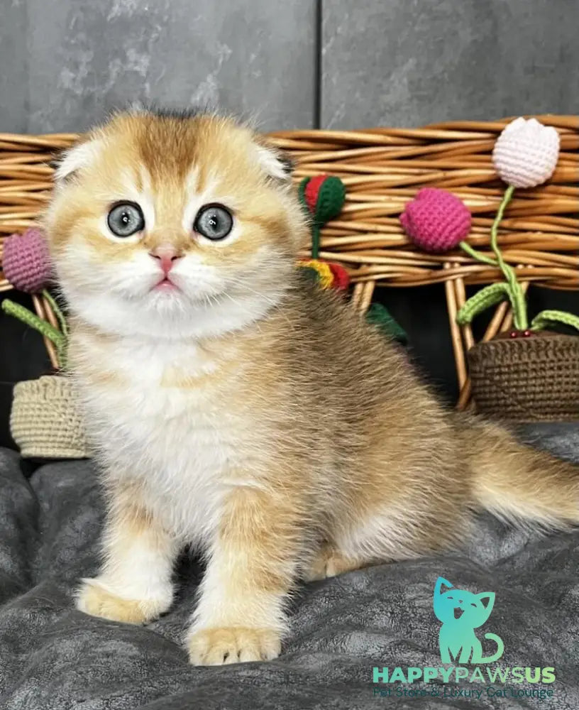 Icar Scottish Fold male black golden ticked tabby live animals