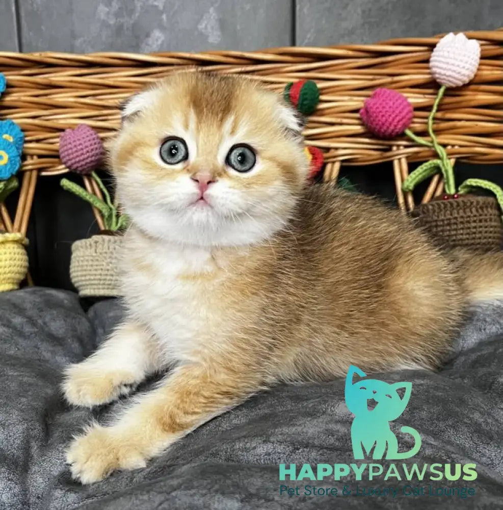 Icar Scottish Fold male black golden ticked tabby live animals