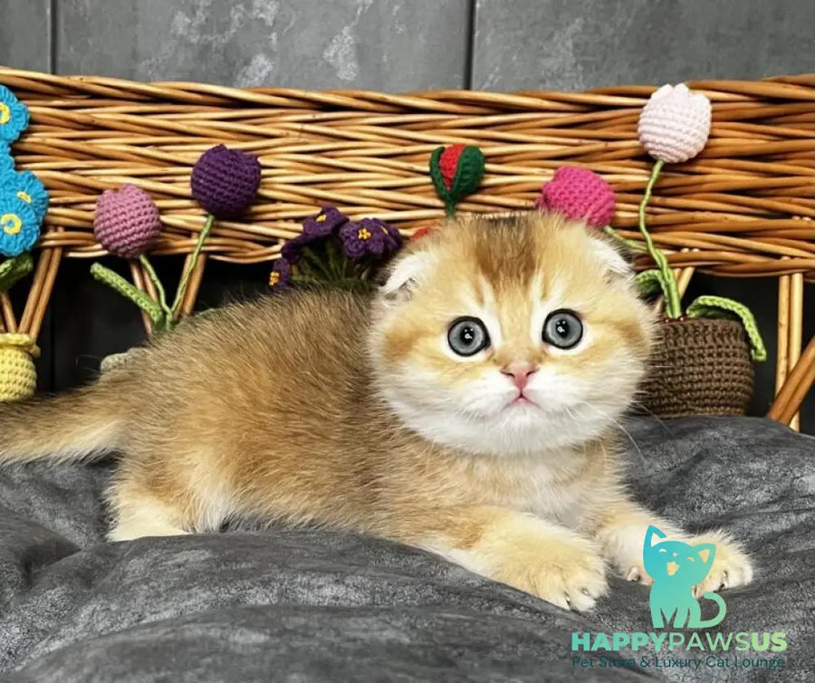 Icar Scottish Fold male black golden ticked tabby live animals