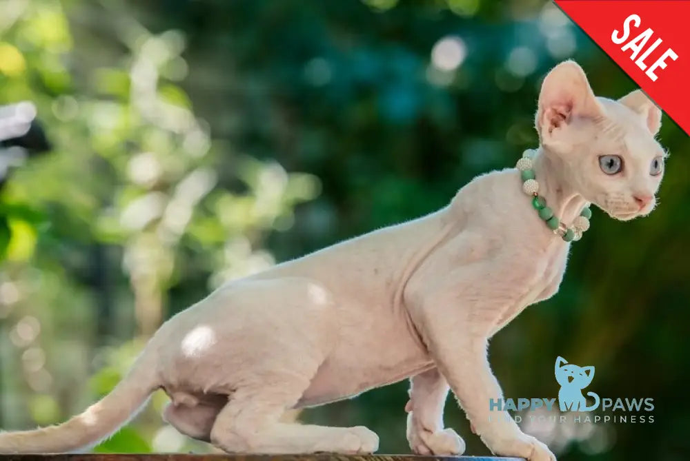 Ice Berry Devon Rex male red pointed - live animals