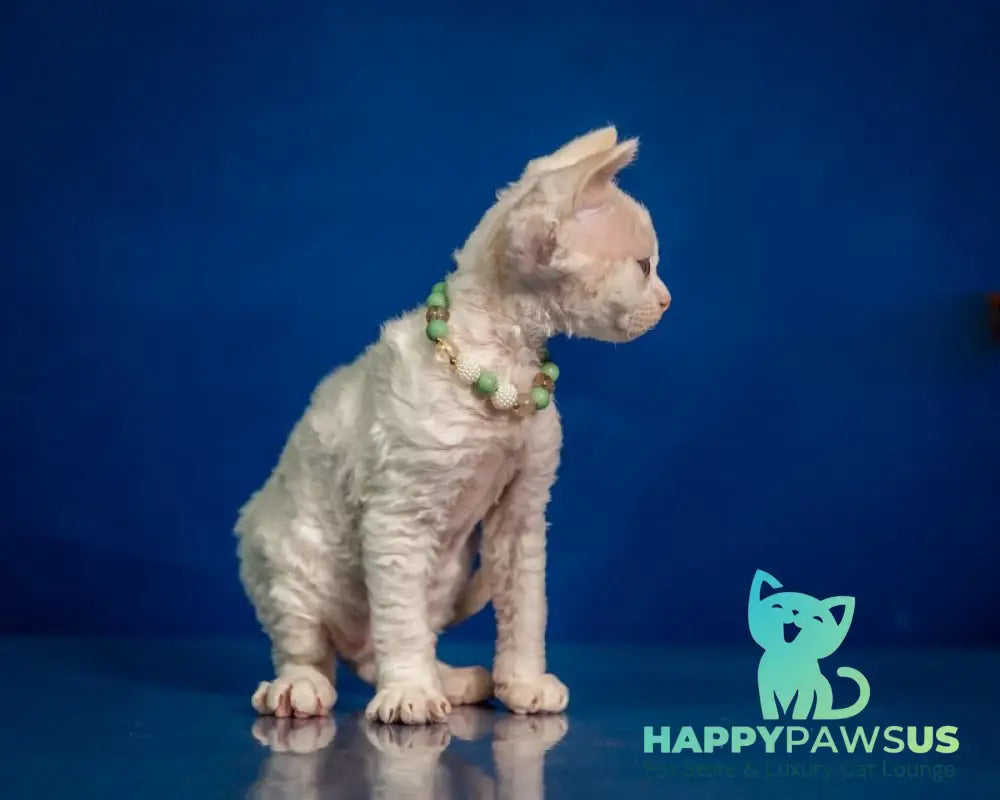 Ice Berry Devon Rex male red pointed - live animals