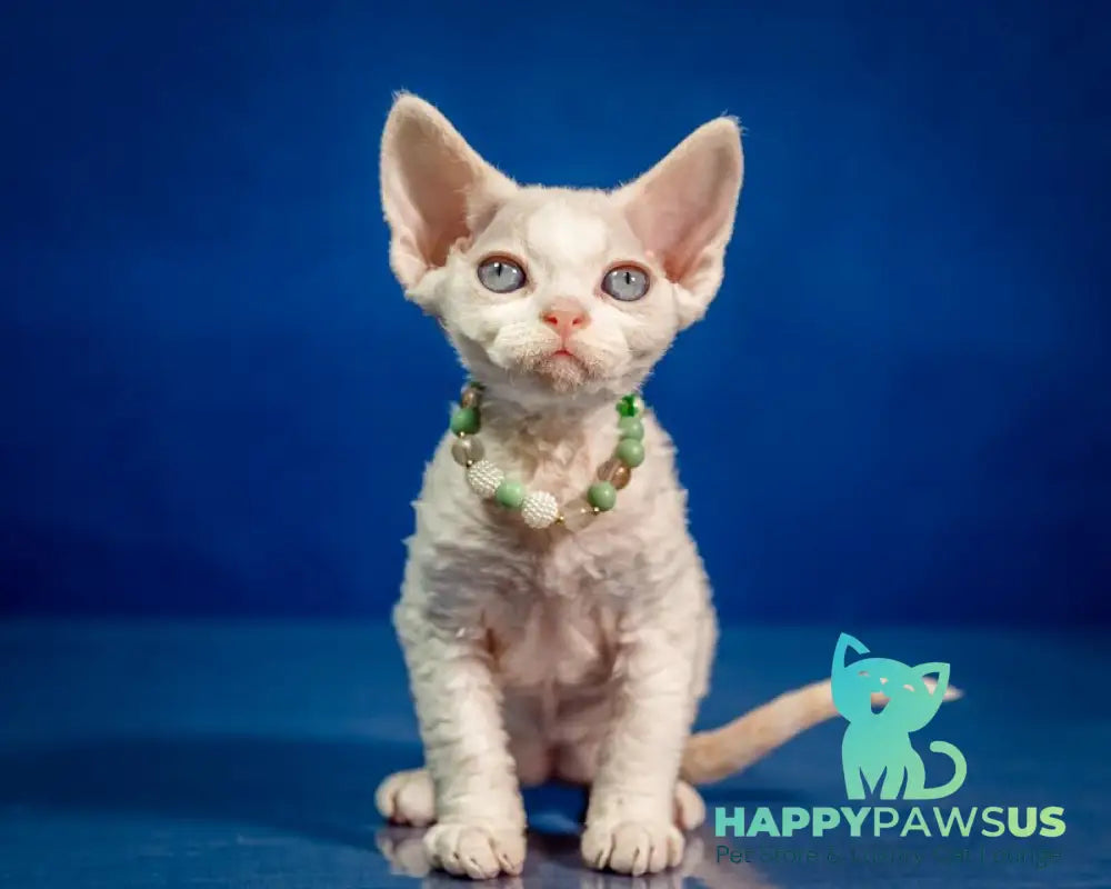 Ice Berry Devon Rex male red pointed - live animals