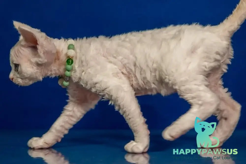 Ice Berry Devon Rex male red pointed - live animals