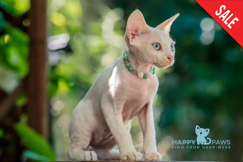 Ice Berry Devon Rex male red pointed - live animals
