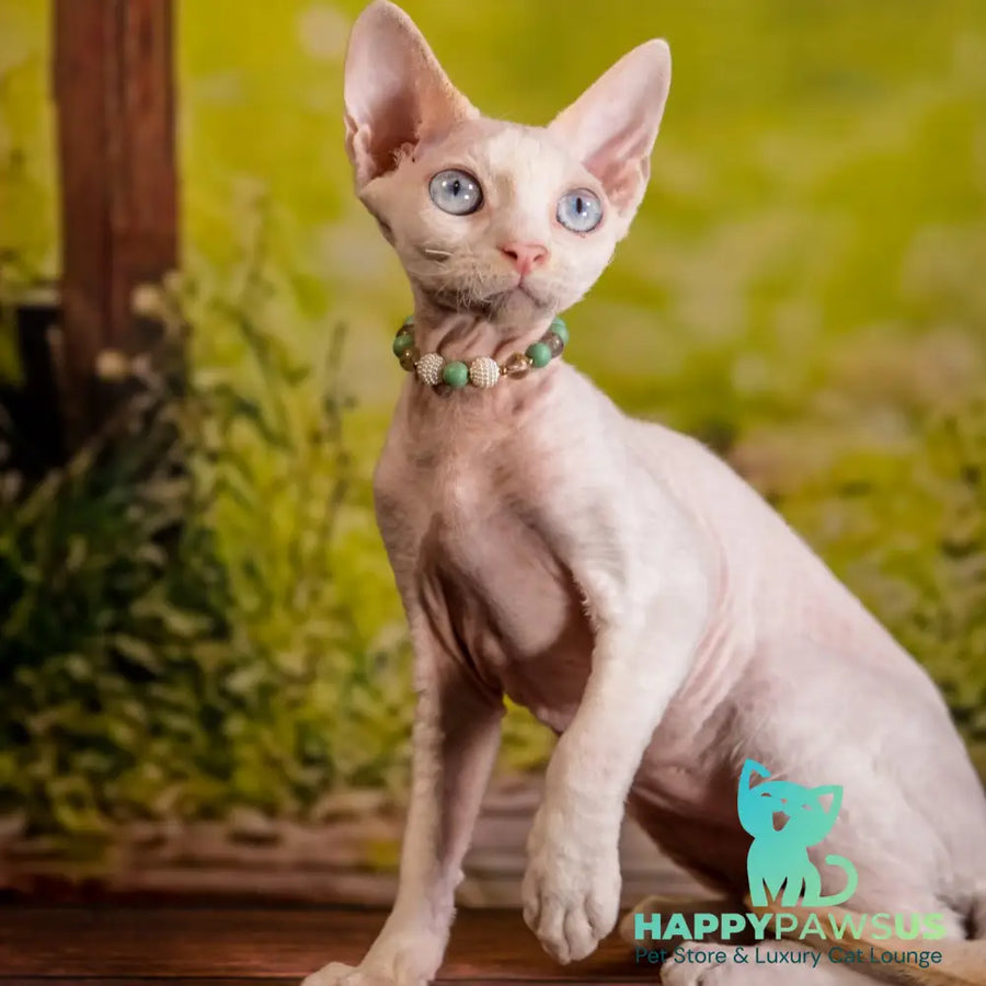Ice Berry Devon Rex male red pointed - live animals