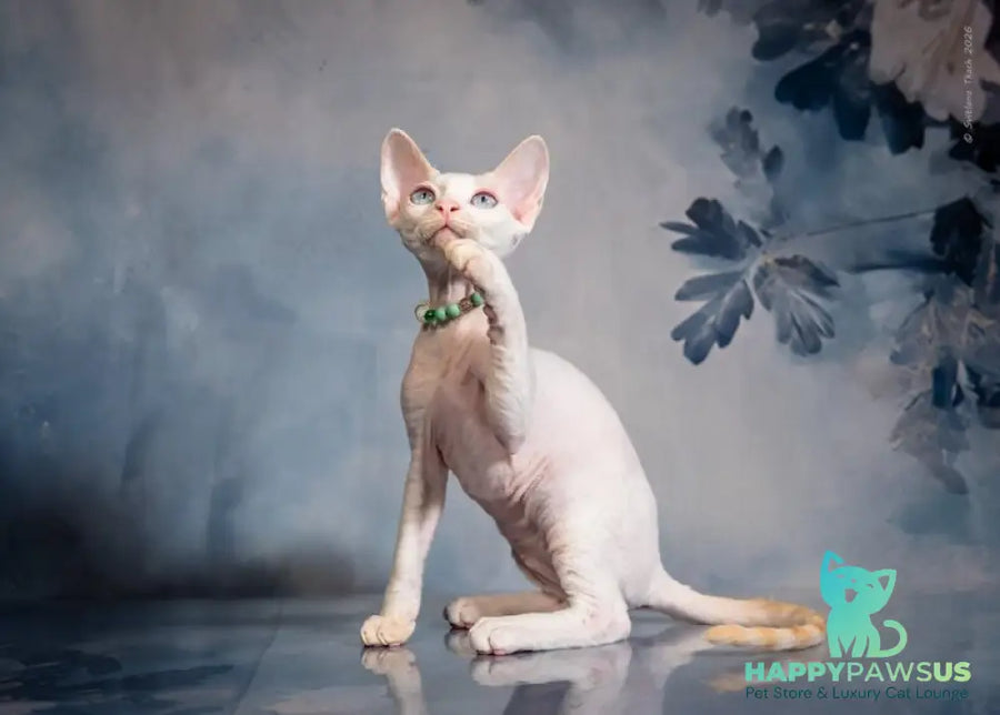 Ice Berry Devon Rex male red pointed - live animals