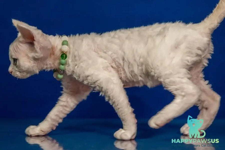 Ice Berry Devon Rex male red pointed - live animals