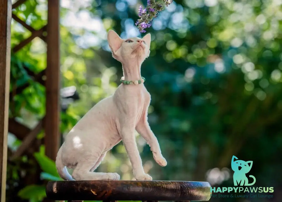 Ice Berry Devon Rex male red pointed - live animals