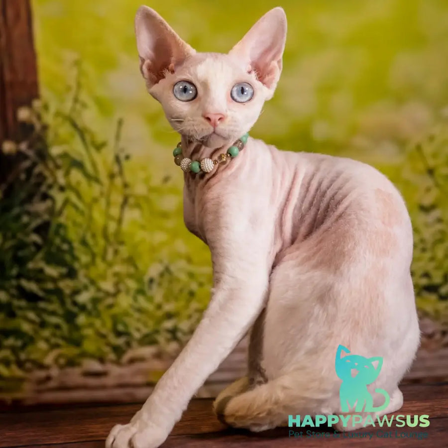 Ice Berry Devon Rex male red pointed - live animals