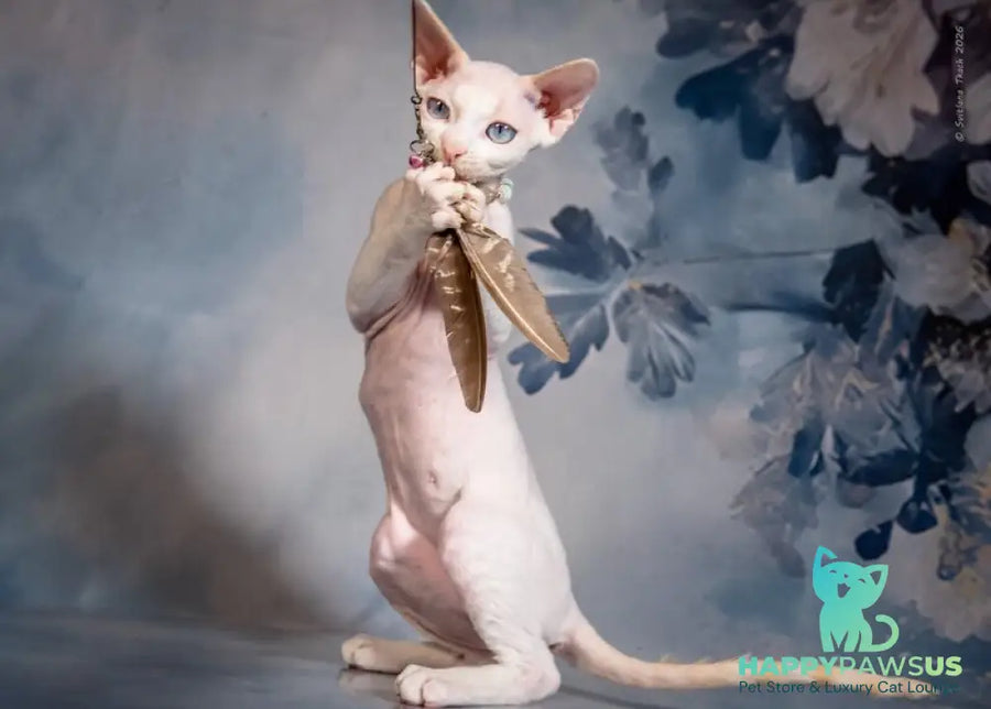Ice Berry Devon Rex male red pointed - live animals