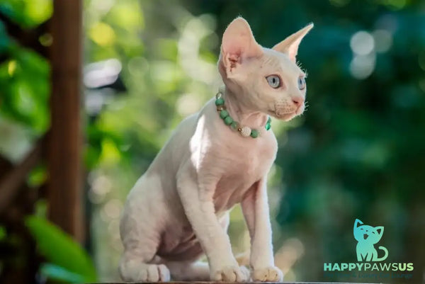 Ice Berry Devon Rex male red pointed - live animals