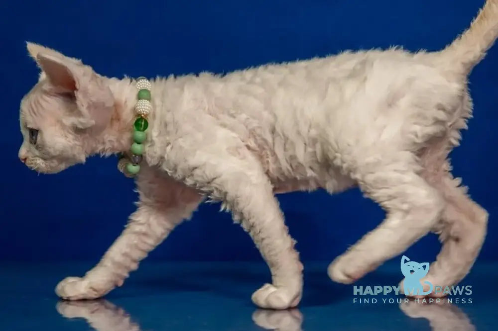 Ice Berry Devon Rex male red pointed - live animals