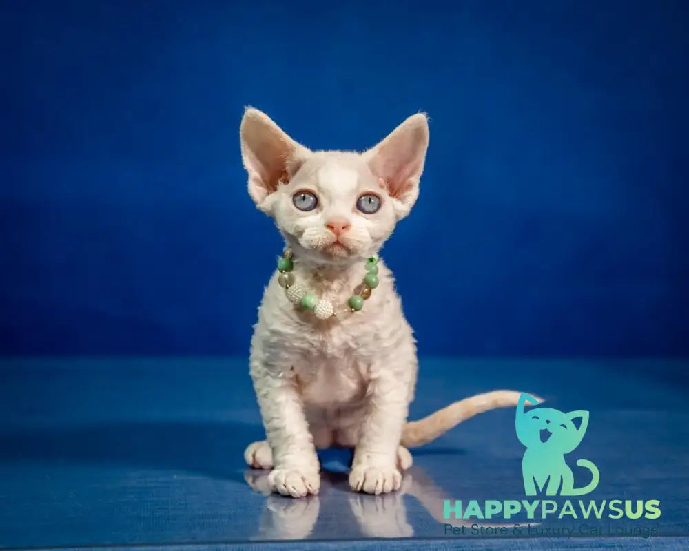 Ice Berry Devon Rex male red pointed - live animals