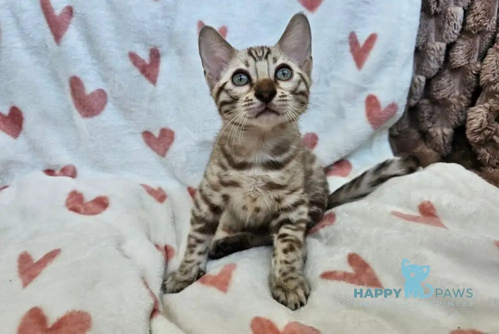 Ice Cream Bengal male black tabby pointed live animals