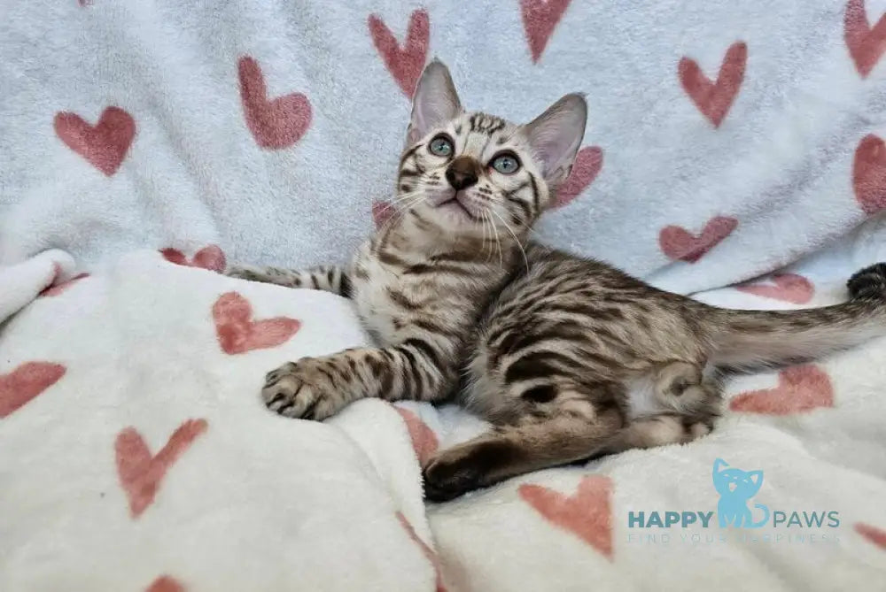 Ice Cream Bengal male black tabby pointed live animals