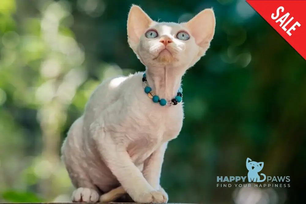 Ice Cream Devon Rex male red pointed - live animals