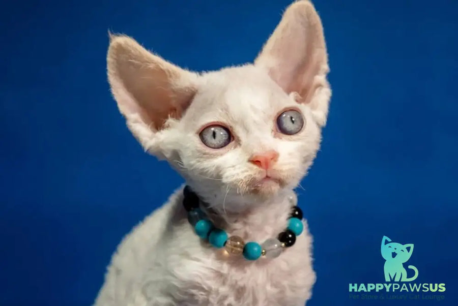 Ice Cream Devon Rex male red pointed - live animals
