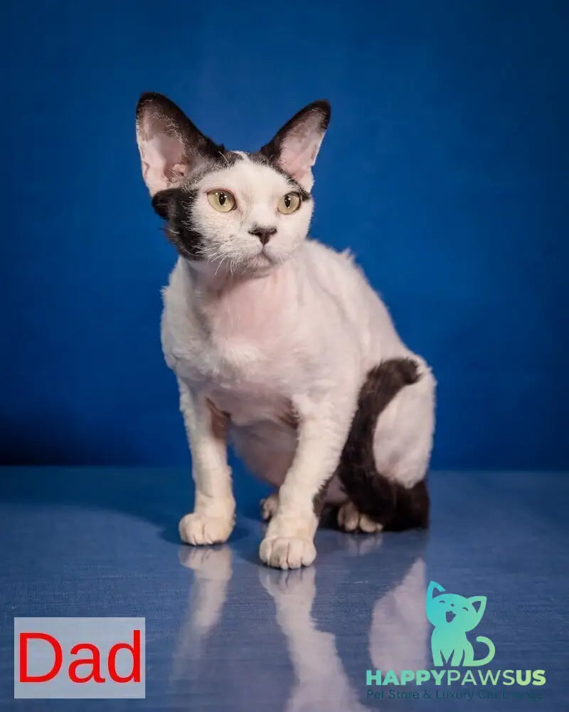 Ice Cream Devon Rex male red pointed - live animals