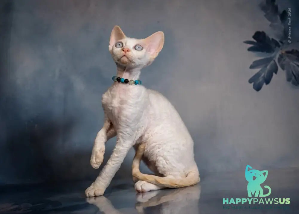 Ice Cream Devon Rex male red pointed - live animals
