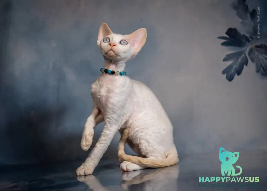 Ice Cream Devon Rex male red pointed - live animals