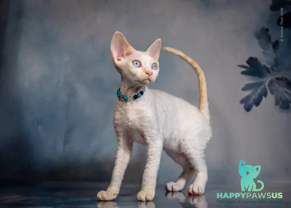 Ice Cream Devon Rex male red pointed - live animals