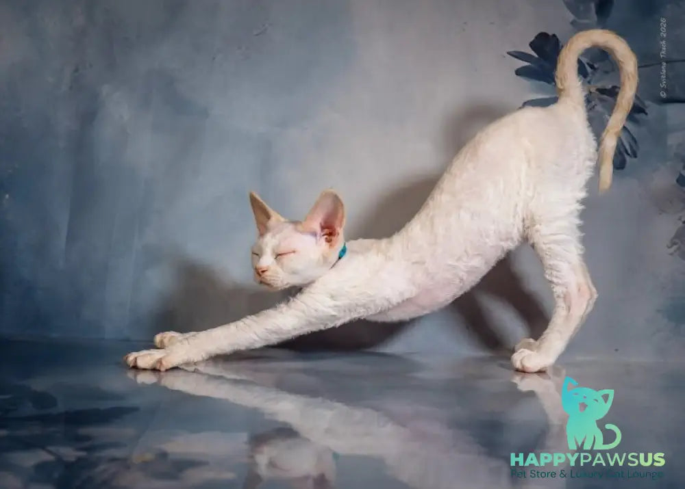 Ice Cream Devon Rex male red pointed - live animals