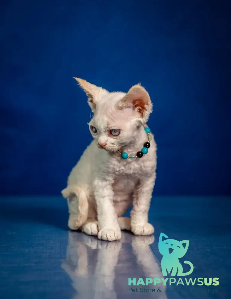 Ice Cream Devon Rex male red pointed - live animals