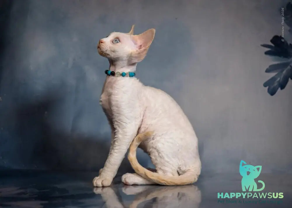 Ice Cream Devon Rex male red pointed - live animals