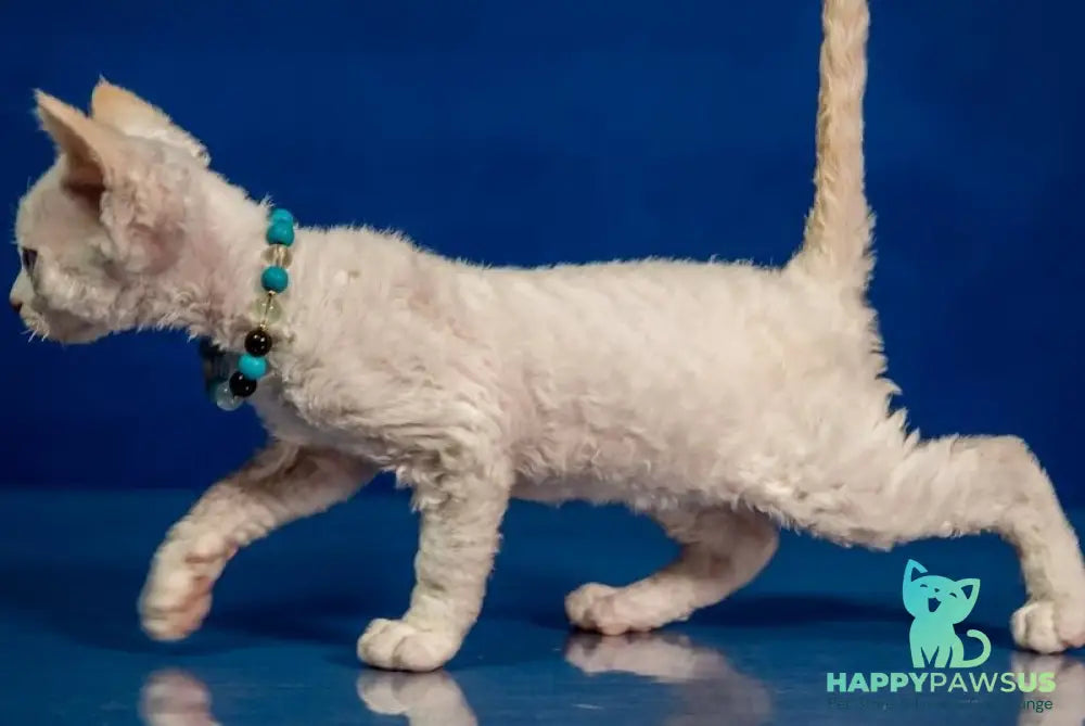 Ice Cream Devon Rex male red pointed - live animals