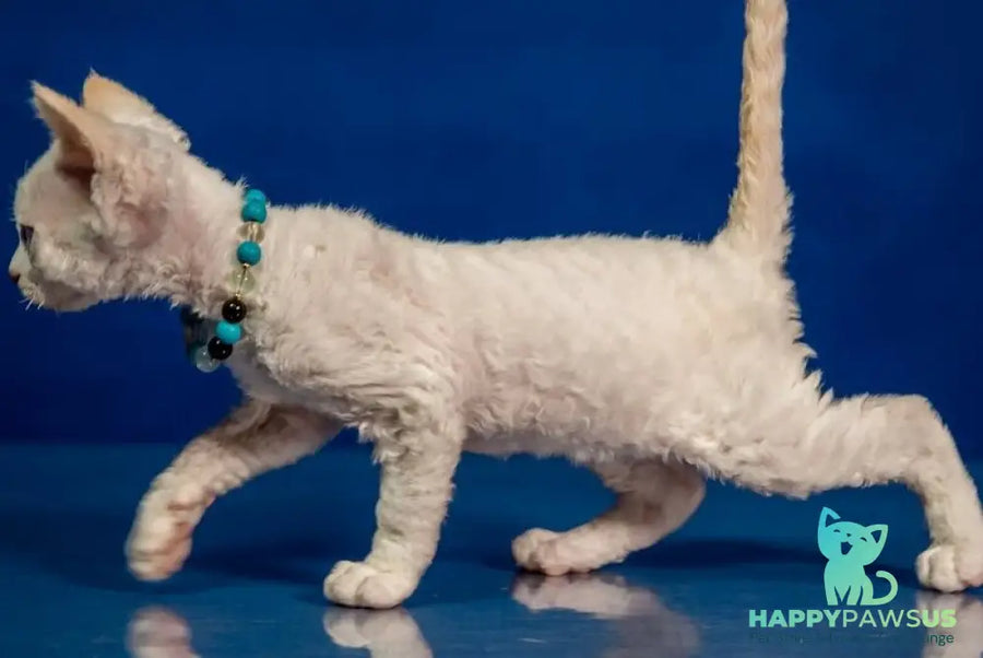 Ice Cream Devon Rex male red pointed - live animals