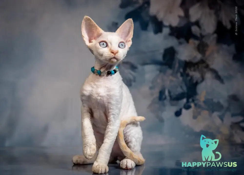 Ice Cream Devon Rex male red pointed - live animals