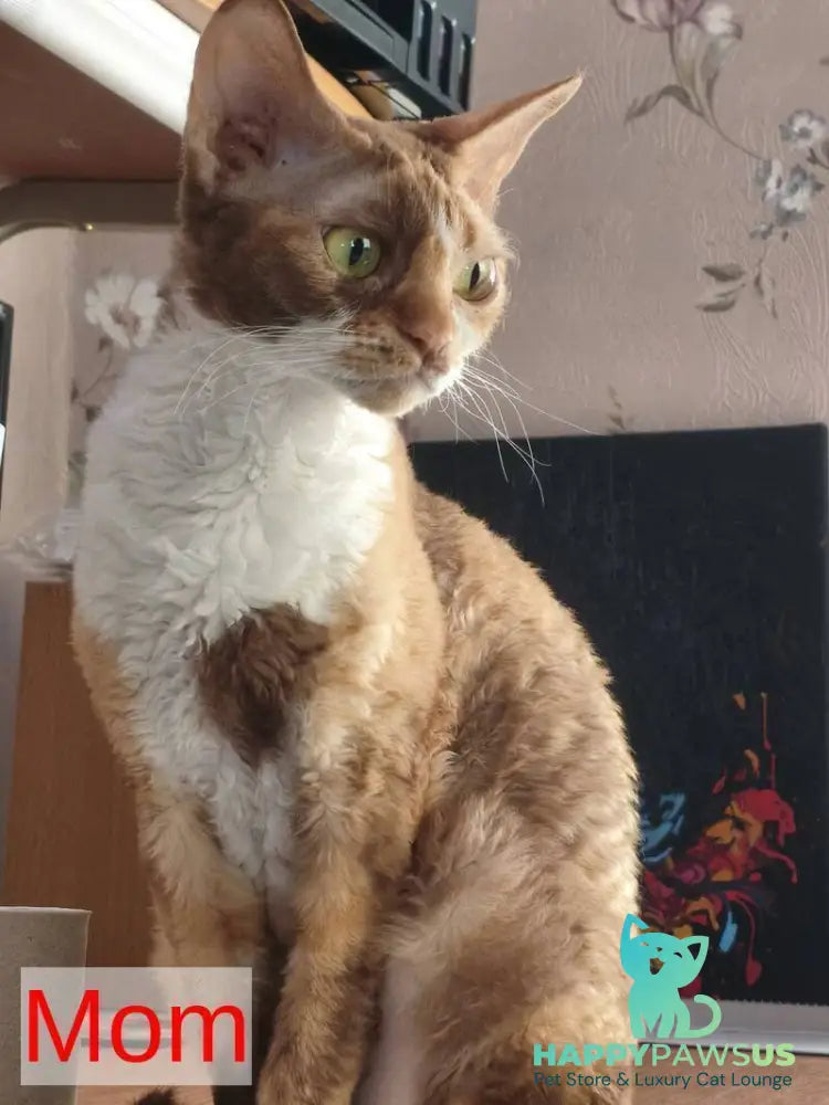 Ice Cream Devon Rex male red pointed - live animals