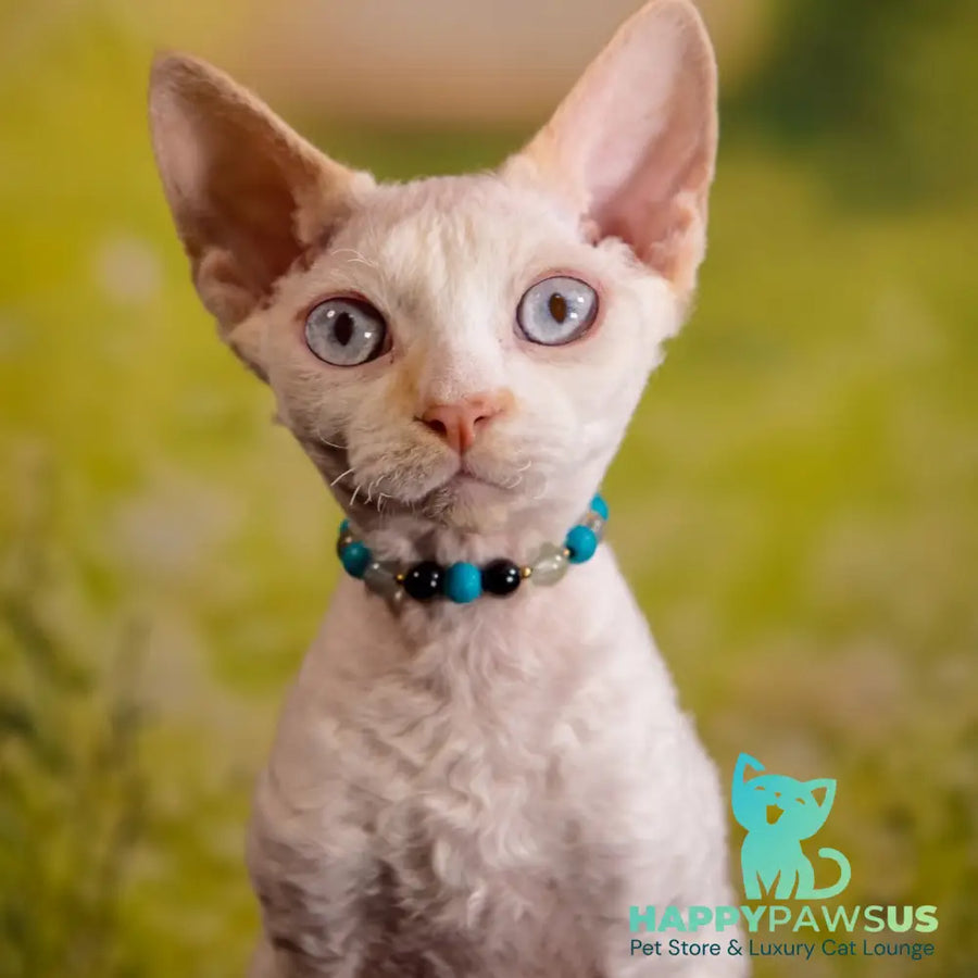 Ice Cream Devon Rex male red pointed - live animals