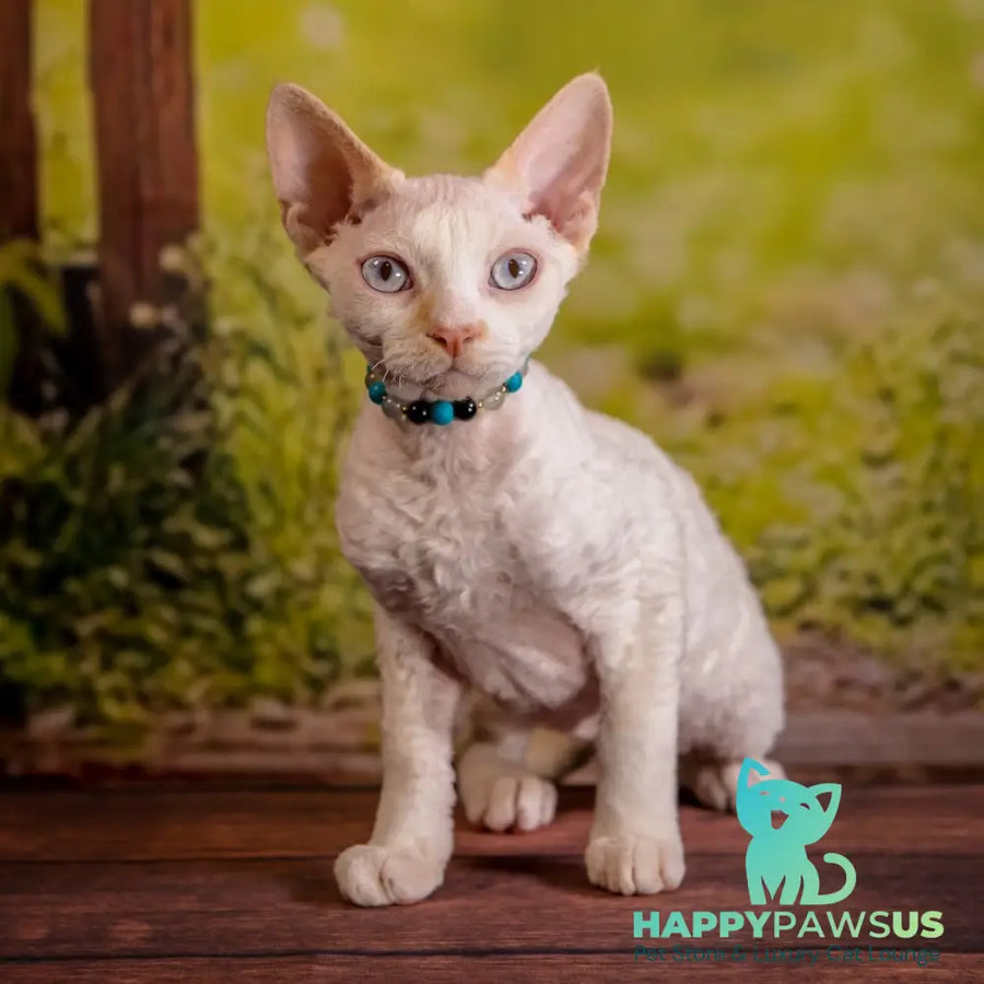 Ice Cream Devon Rex male red pointed - live animals