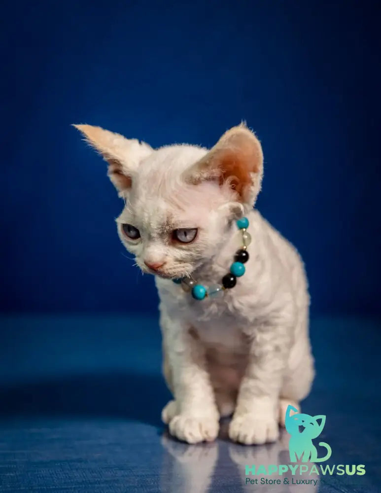 Ice Cream Devon Rex male red pointed - live animals