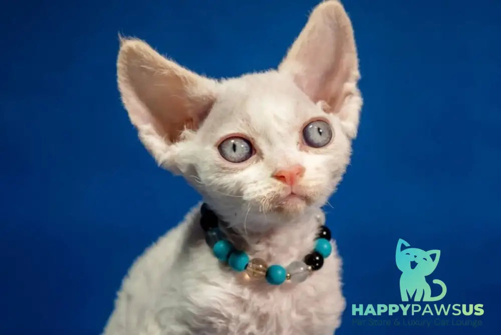 Ice Cream Devon Rex male red pointed - live animals