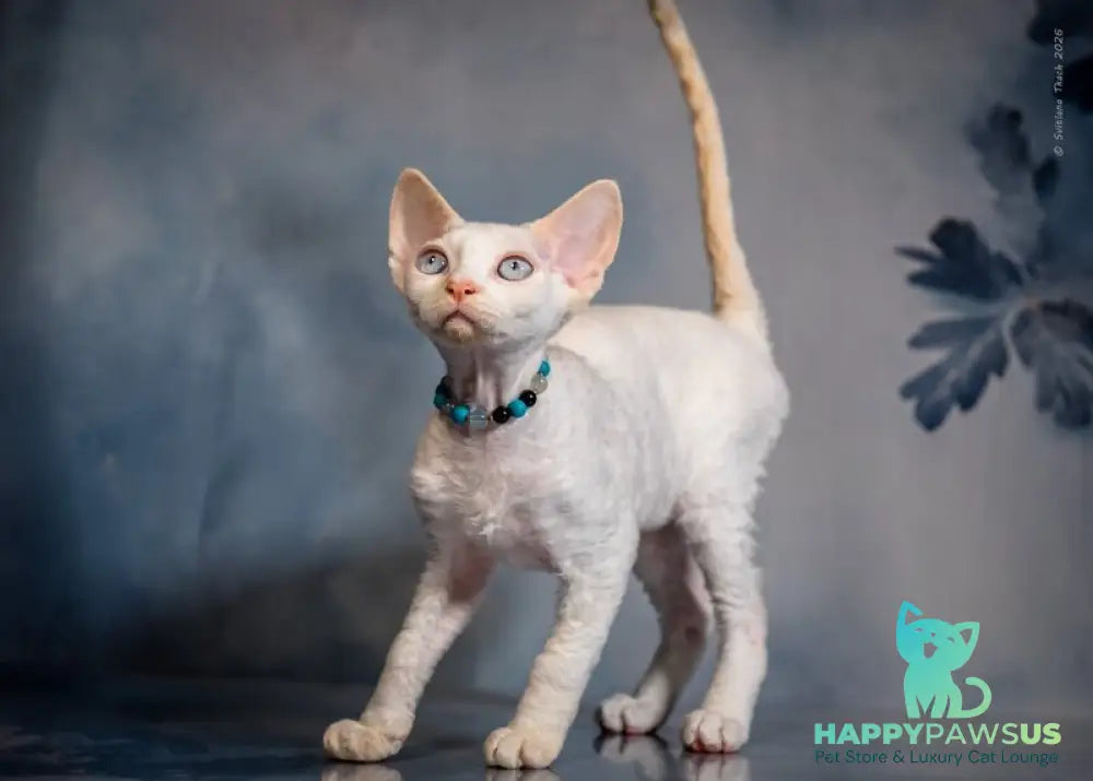 Ice Cream Devon Rex male red pointed - live animals