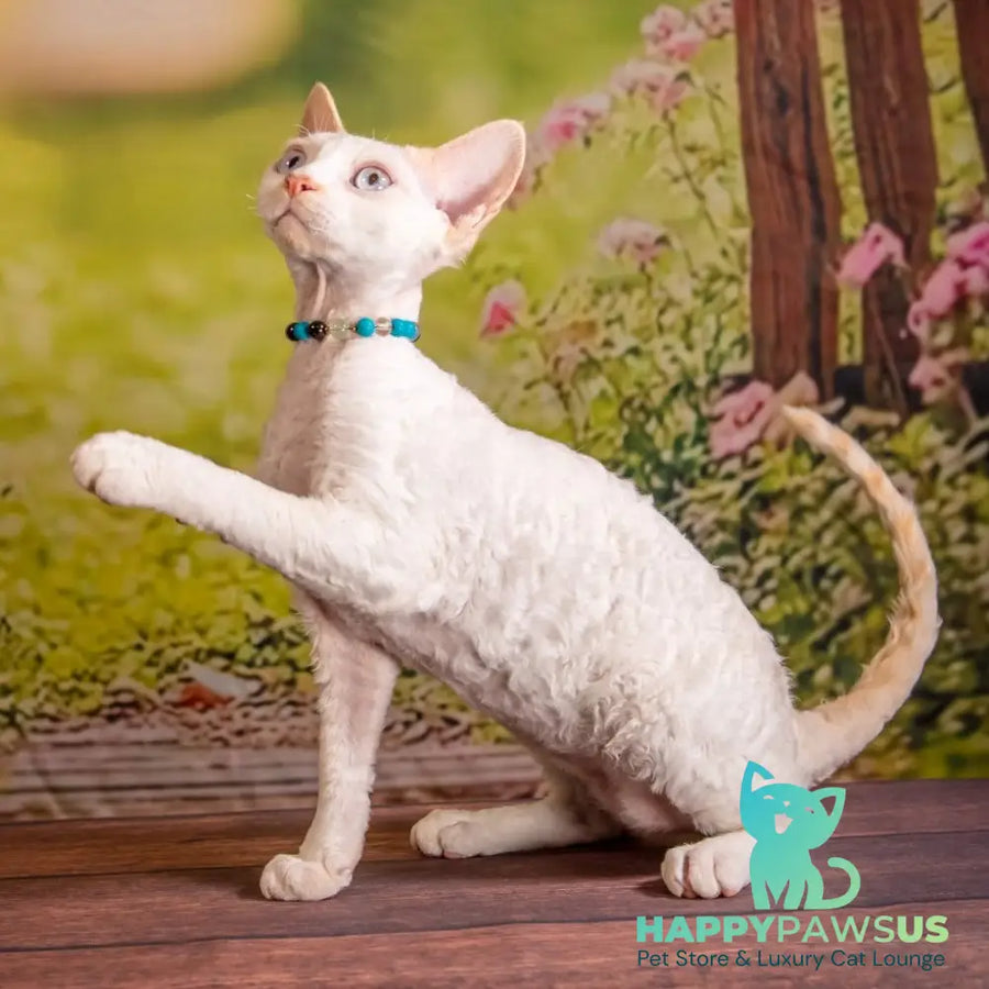 Ice Cream Devon Rex male red pointed - live animals