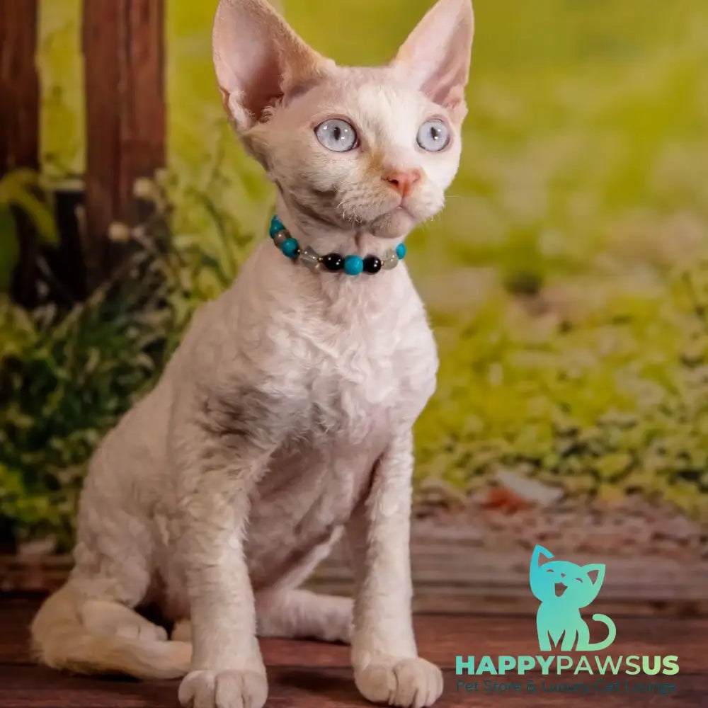 Ice Cream Devon Rex male red pointed - live animals