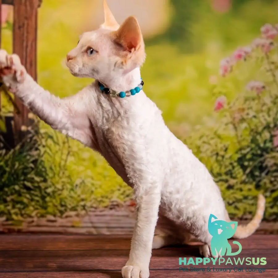 Ice Cream Devon Rex male red pointed - live animals