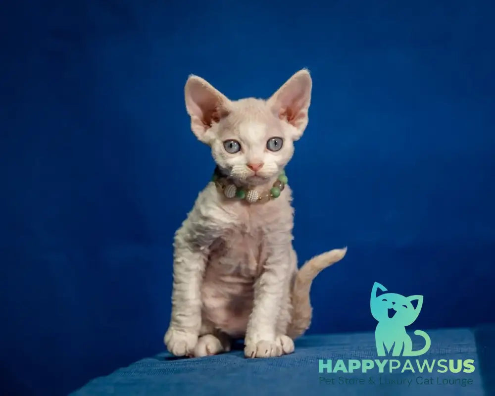 Ice Cream Devon Rex male red pointed - live animals